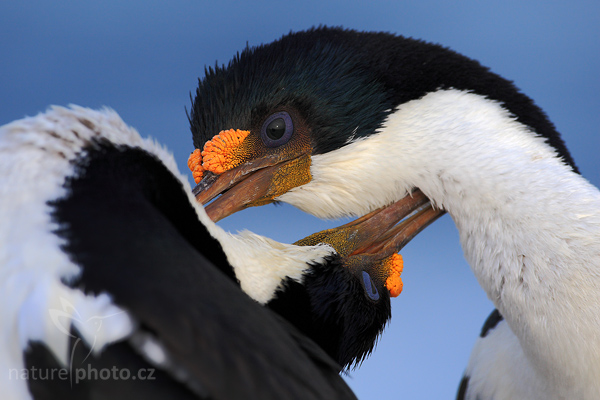 Kormorán císařský  (Phalacrocorax atriceps)
