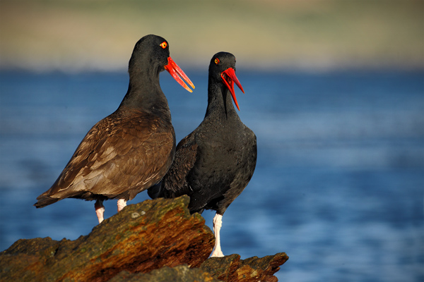 Ústřičník tmavý (Haematopus ater)