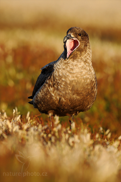 Chaluha jižní (Catharacta antarctica, Stercorarius antarcticus)