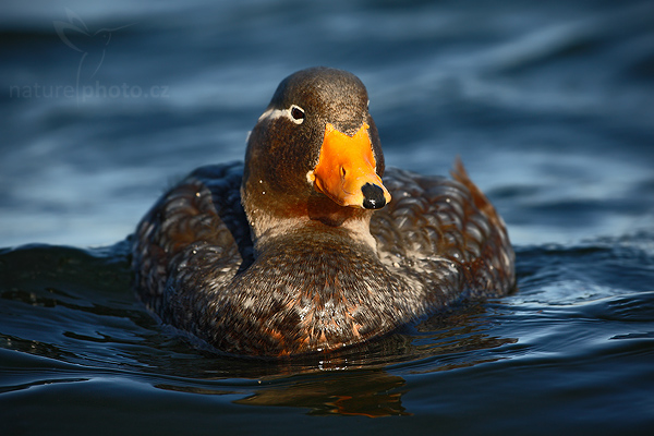 Husice krátkokřídlá (Tachyeres brachypterus)