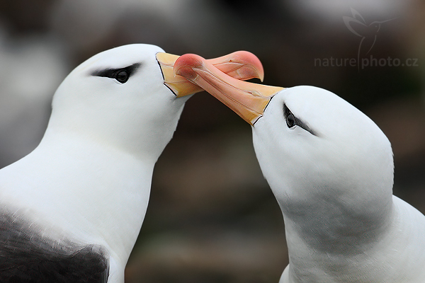 Albatros černobrvý (Thalassarche melanophris)