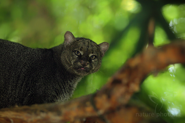 Jaguarundi (Puma yagouaroundi)