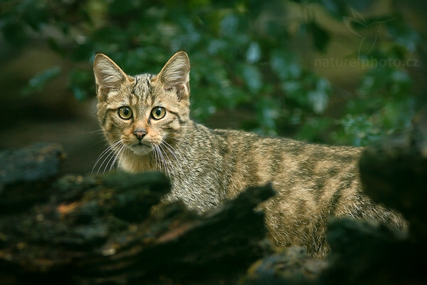 Kočka divoká (Felis silvestris)