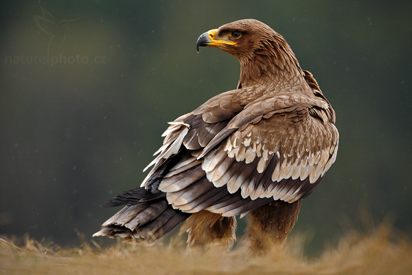 Orel stepní (Aquila nipalensis)