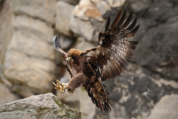 Orel skalní (Aquila chrysaetos) 
