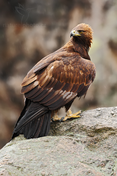 Orel skalní (Aquila chrysaetos)