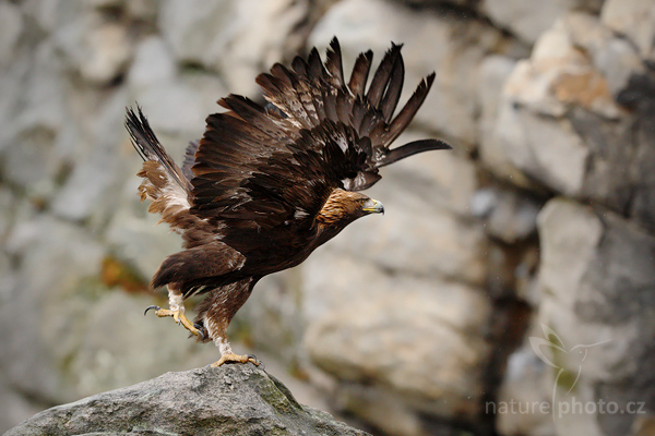 Orel skalní (Aquila chrysaetos)