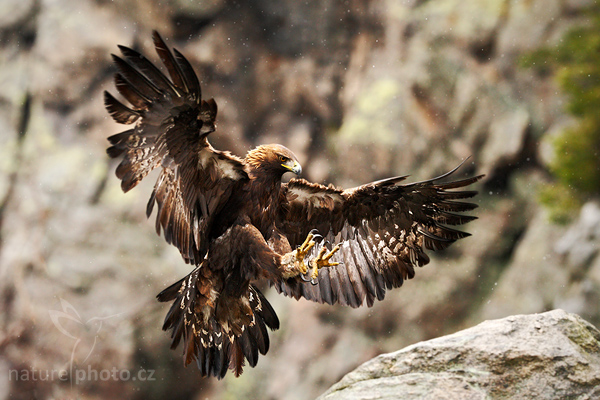 Orel skalní (Aquila chrysaetos)