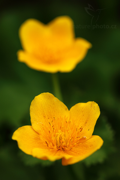 Blatouch bahenní (Caltha palustris)