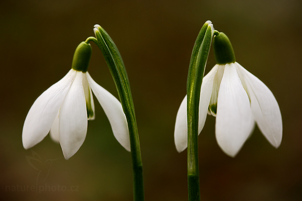 Sněženka podsněžník (Galanthus nivalis)