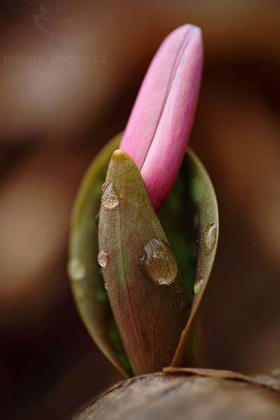 Kandík psí zub (Erythronium dens-canis)