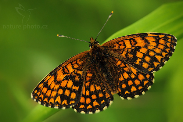Hnědásek jitrocelový (Melitaea athalia)