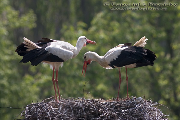Čáp bílý (Ciconia ciconia)