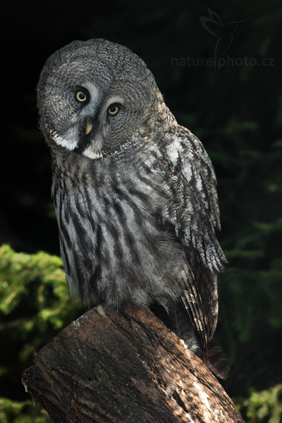 Puštík bradatý (Strix nebulosa)