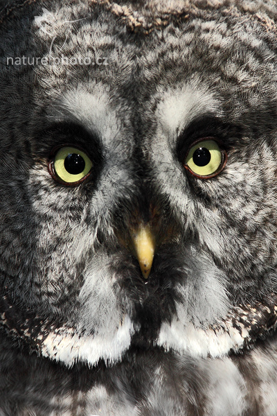 Puštík bradatý (Strix nebulosa)