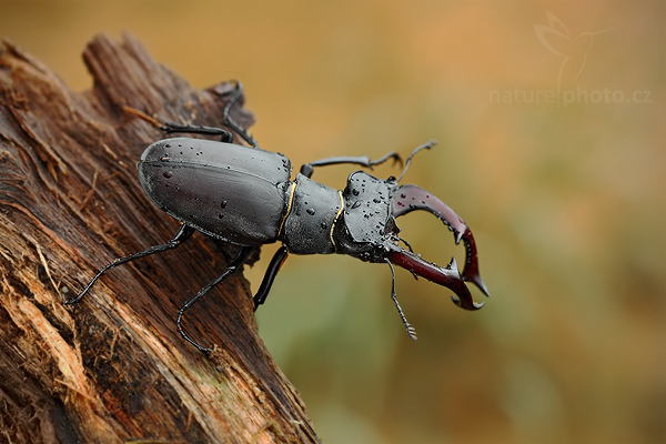Roháč obecný (Lucanus cervus)