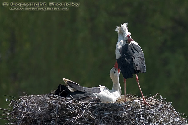 Čáp bílý (Ciconia ciconia)