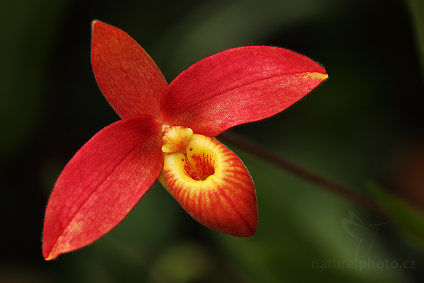 Phragmipedium besseae