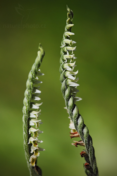 Švihlík krutiklas (Spiranthes spiralis)