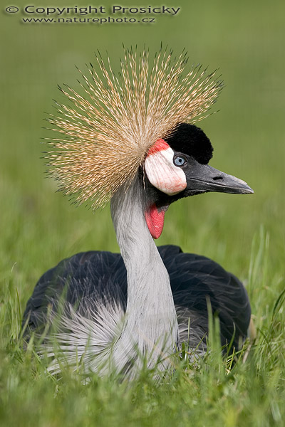 Jeřáb královský (Balearica regulorum)