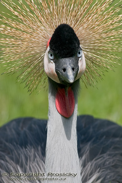 Jeřáb královský (Balearica regulorum)