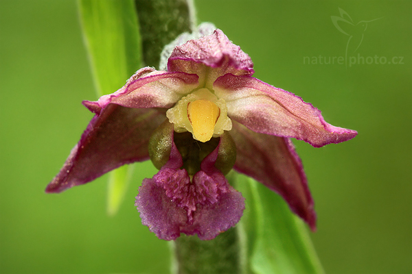 Kruštík tmavočervený (Epipactis atrorubens)