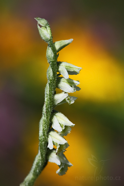 Švihlík krutiklas (Spiranthes spiralis)