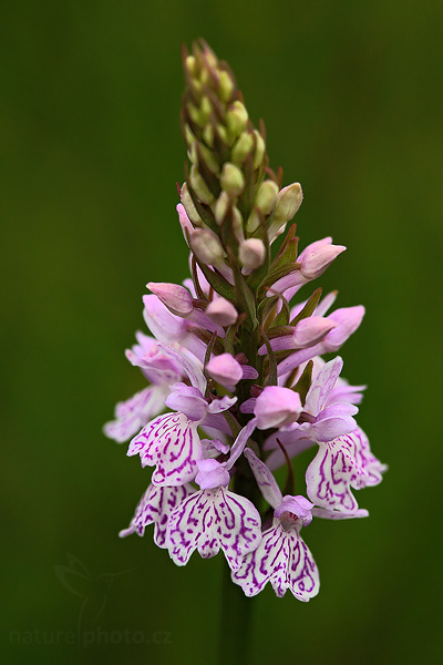 Prstnatec plamatý (Dactylorhiza maculata)