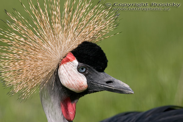 Jeřáb královský (Balearica regulorum)
