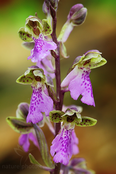 Vstavač Spitzelův (Orchis spitzelii)