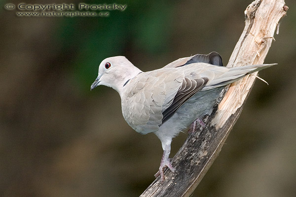 Hrdlička zahradní (Streptopelia decaocto)