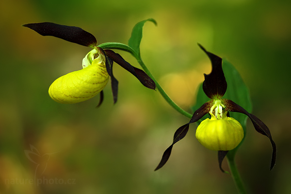 Střevíčník pantoflíček (Cypripedium calceolus)