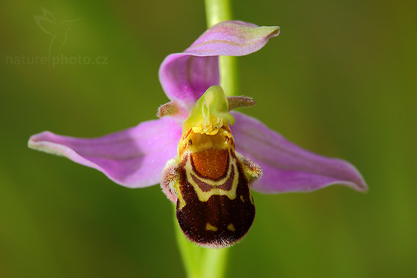 Tořič včelonosný (Ophrys apifera)