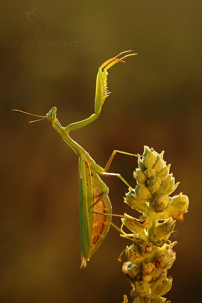 Kudlanka nábožná (Mantis religiosa)