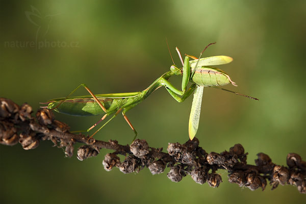 Kudlanka nábožná (Mantis religiosa)