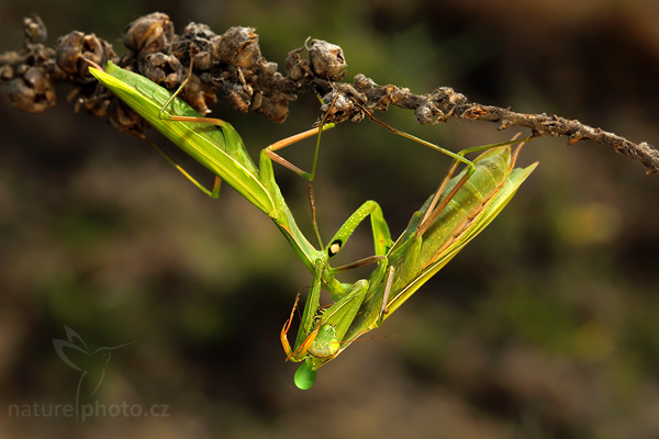 Kudlanka nábožná (Mantis religiosa)