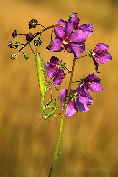 Kudlanka nábožná (Mantis religiosa)