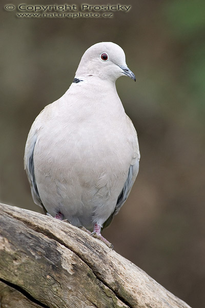 Hrdlička zahradní (Streptopelia decaocto)