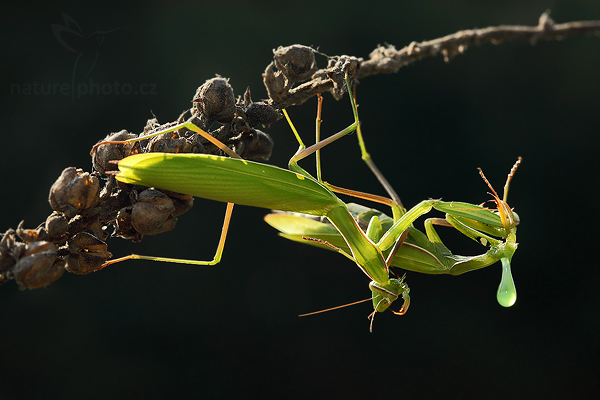 Kudlanka nábožná (Mantis religiosa)
