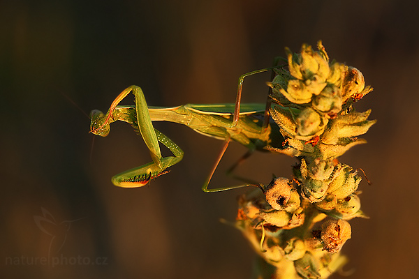Kudlanka nábožná (Mantis religiosa)
