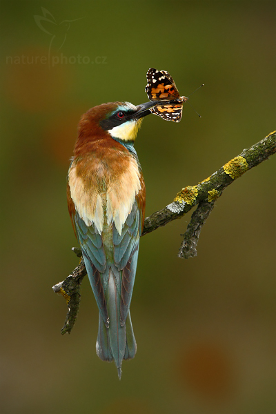 Vlha pestrá (Merops apiaster)