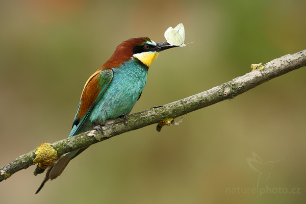 Vlha pestrá (Merops apiaster)