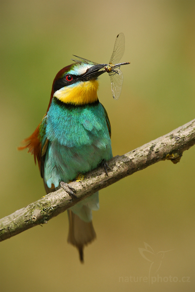 Vlha pestrá (Merops apiaster)