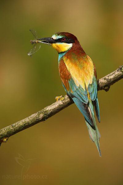 Vlha pestrá (Merops apiaster)