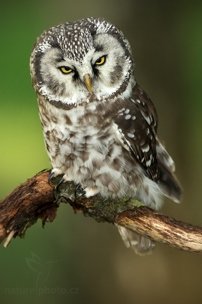 Sýc rousný (Aegolius funereus)