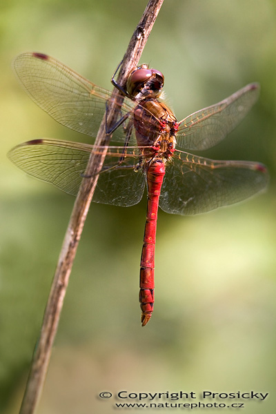 Vážka obecná (Sympetrum vulgatum)