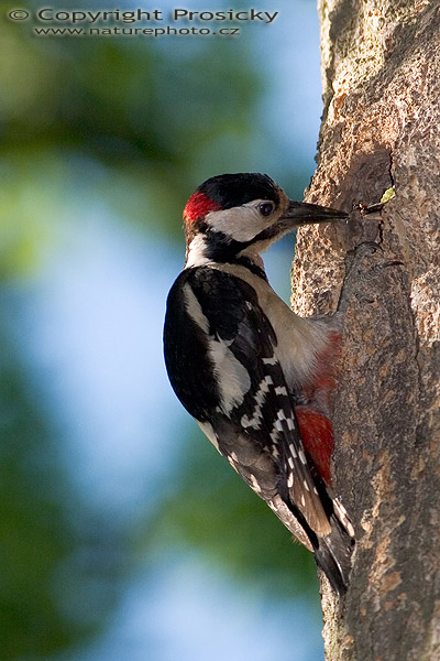 Strakapoud velký (Dendrocopos major)