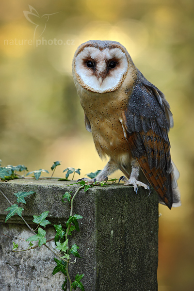 Sova pálená (Tyto alba)