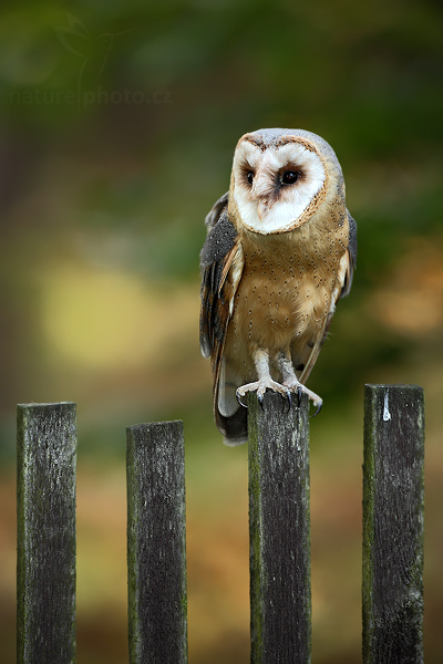 Sova pálená (Tyto alba)
