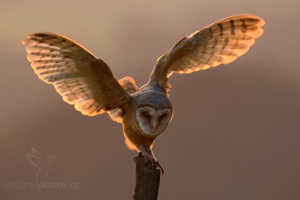 Sova pálená (Tyto alba)